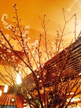 啓翁桜