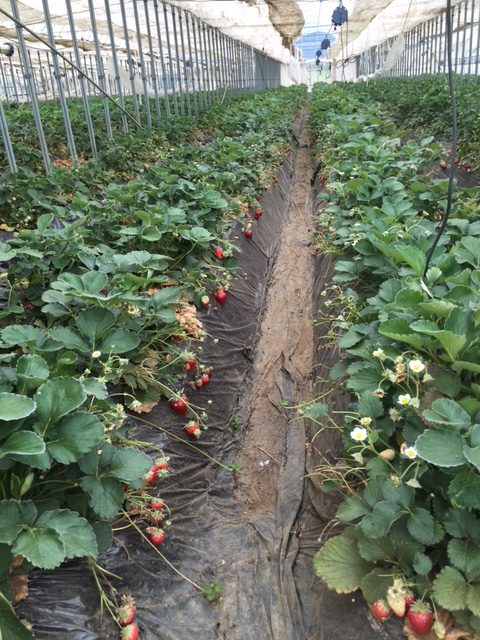 イチゴ畑