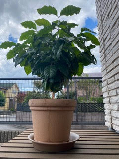 コーヒー教室の特典、コーヒーノキを育てていただきました